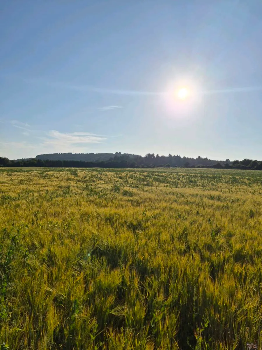 Ariable silage (barley , peas ) - Image 1