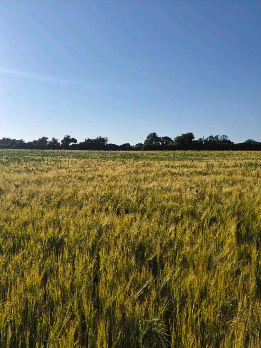 Ariable silage (barley , peas ) - Image 2