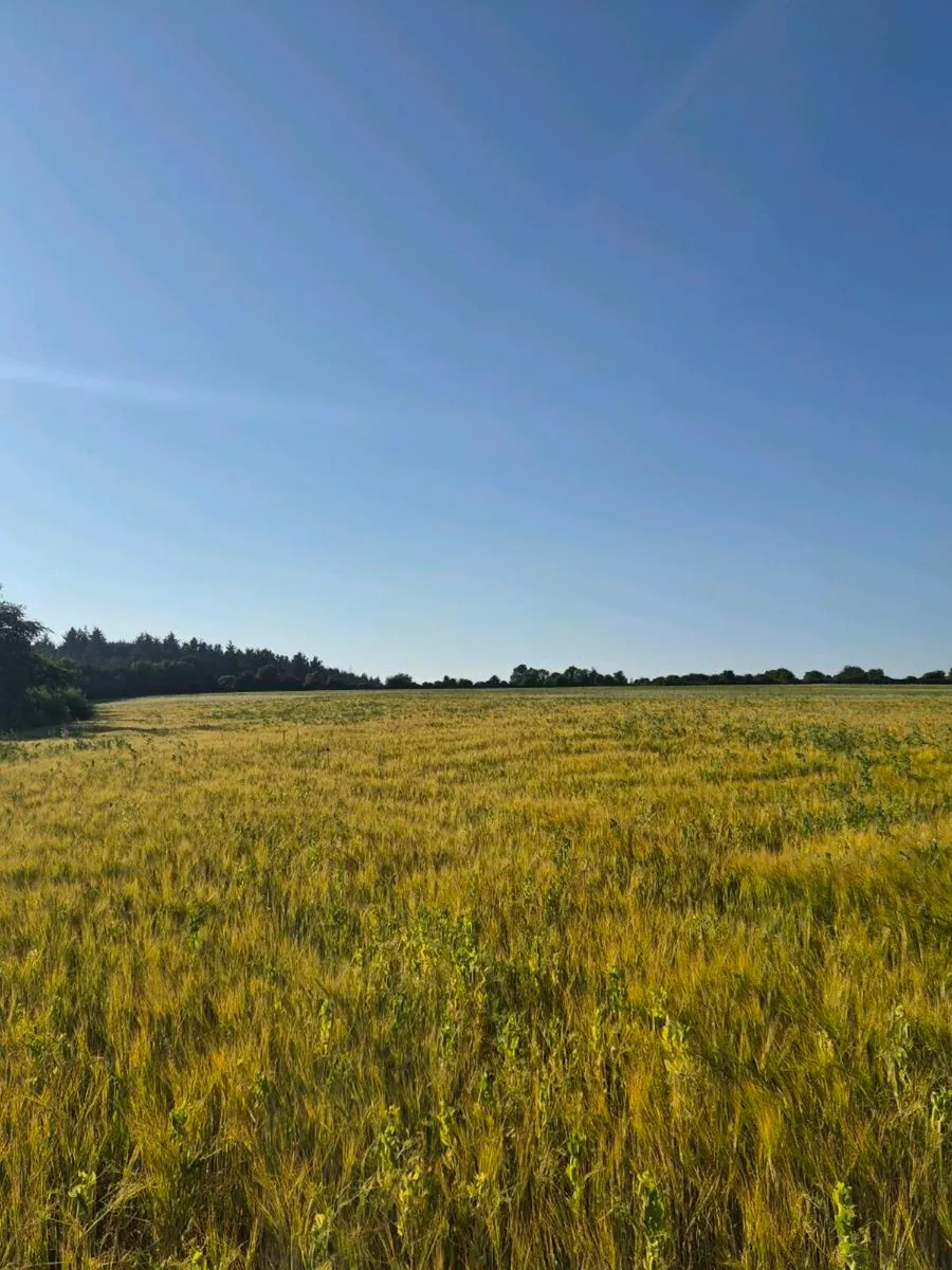 Ariable silage (barley , peas ) - Image 3