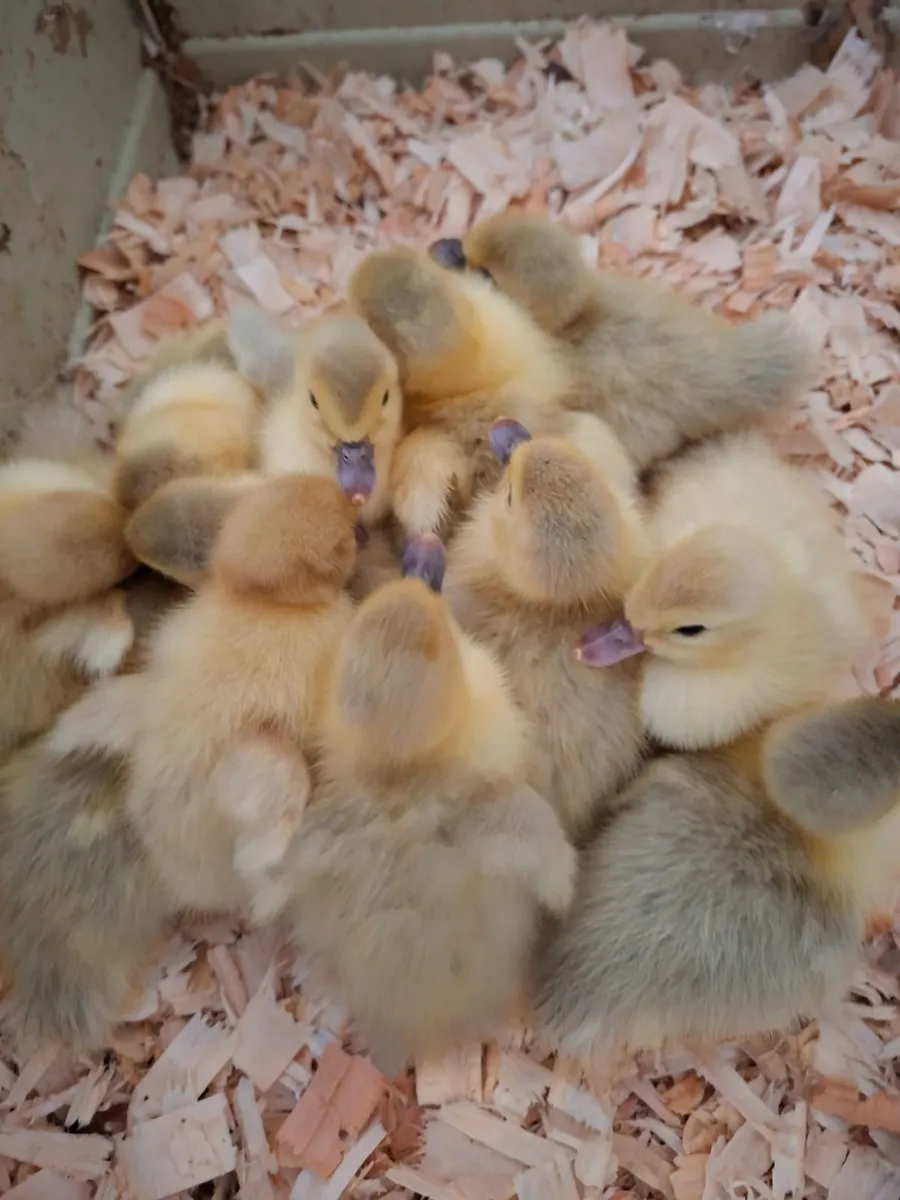 Muscovy Ducklings - Image 2