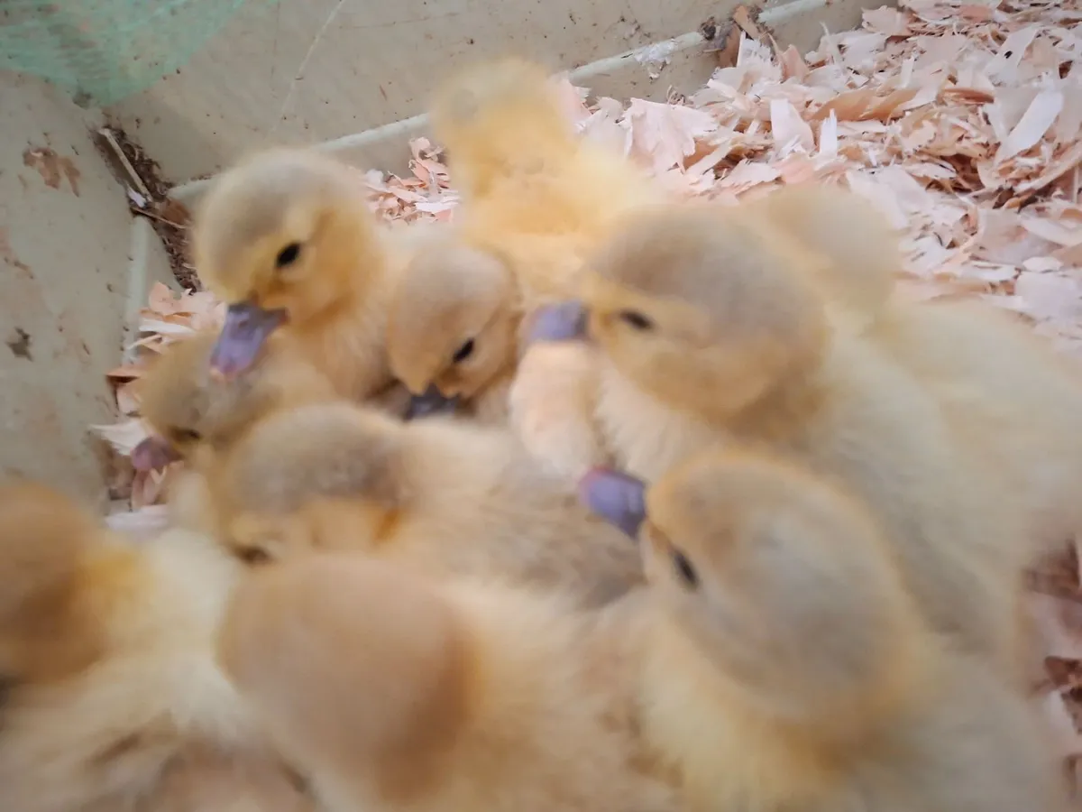 Muscovy Ducklings - Image 1
