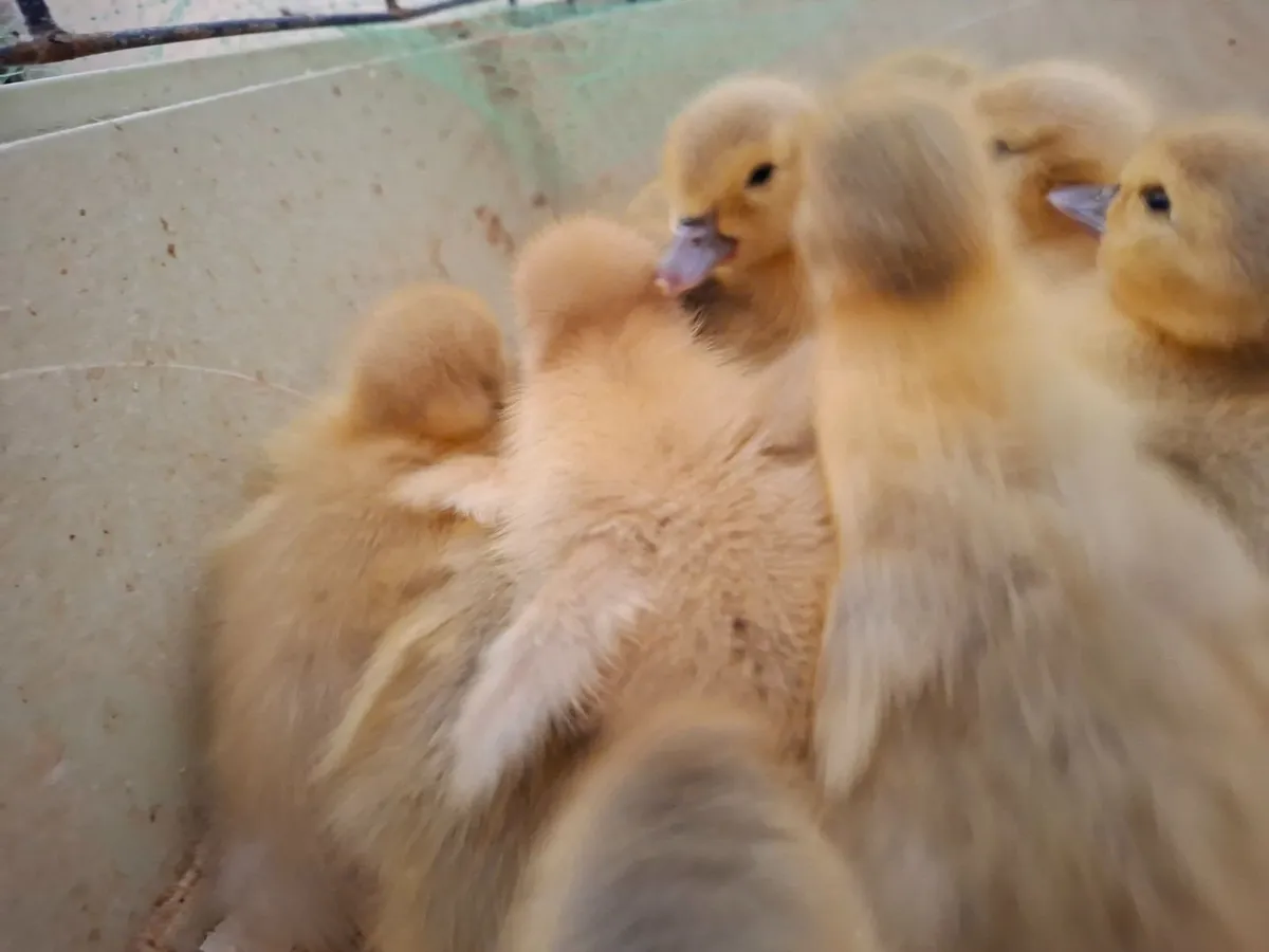 Muscovy Ducklings - Image 4