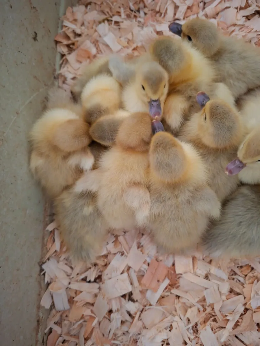 Muscovy Ducklings - Image 3