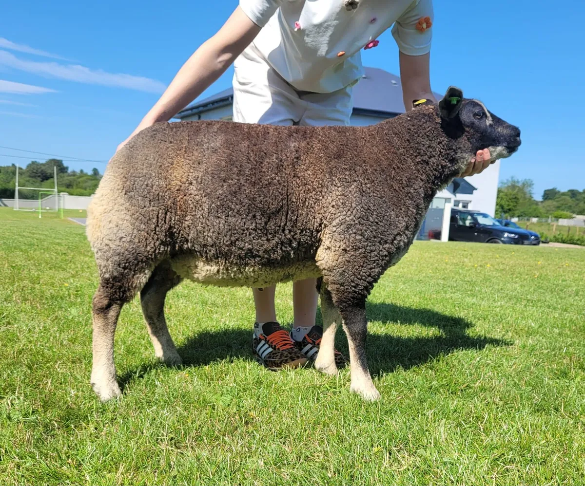 Smashing Pedigree reg Dassenkop/Badger Face Texel - Image 1