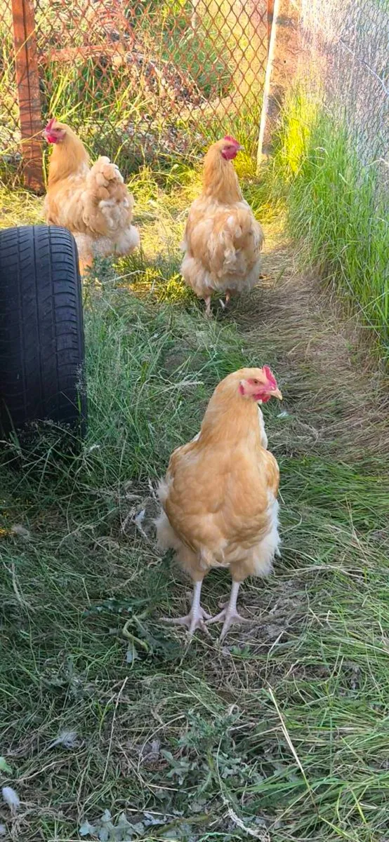 Buff Orpington - Image 4