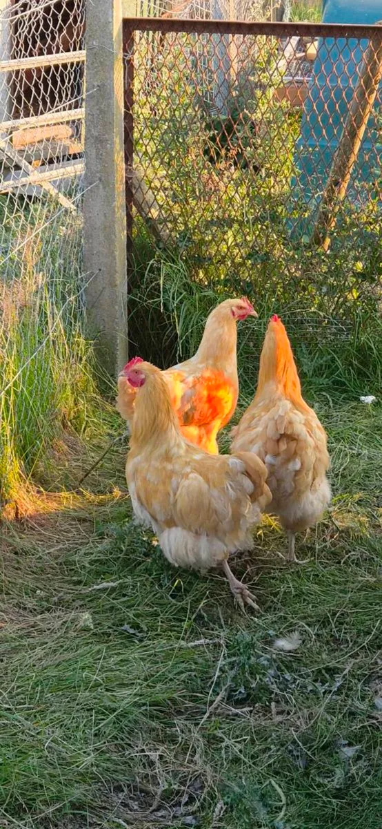Buff Orpington - Image 1