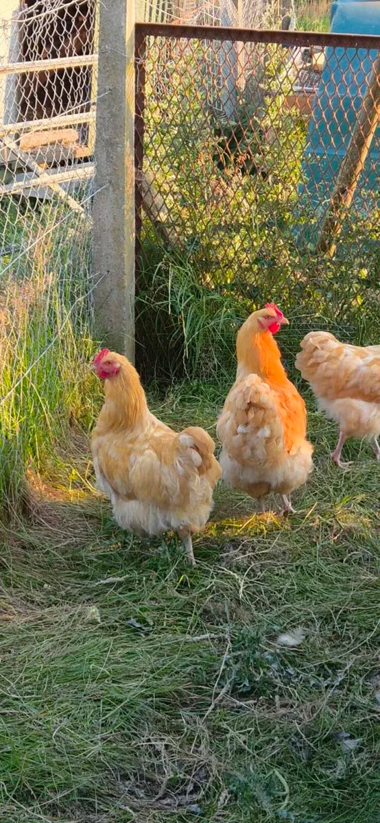 Buff Orpington - Image 2