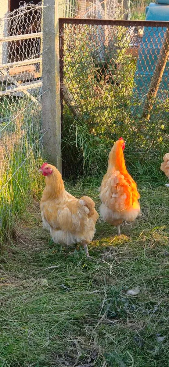 Buff Orpington - Image 3