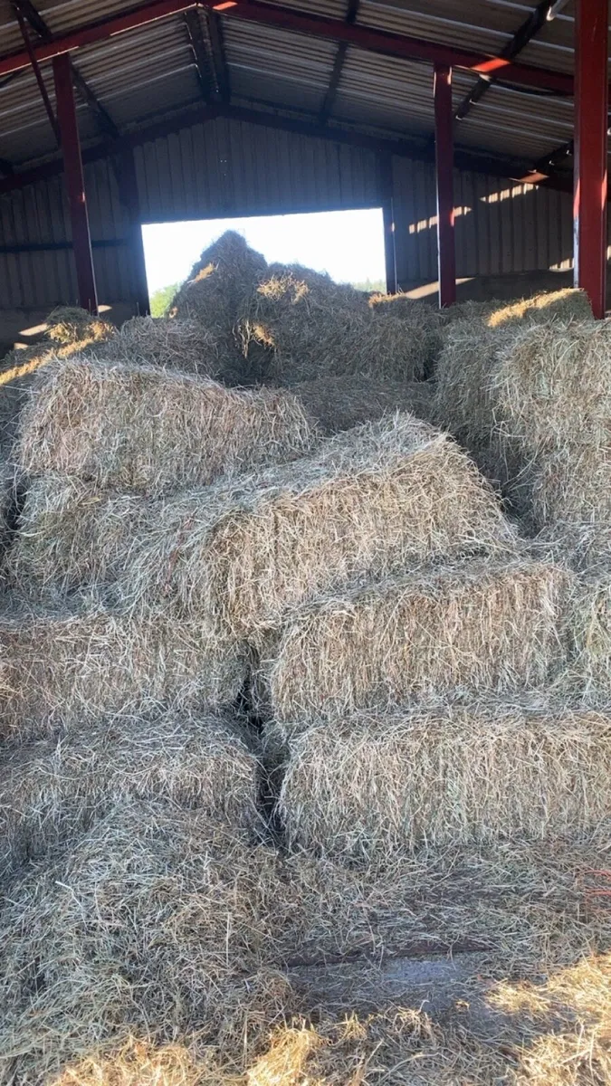 Square bales of hay