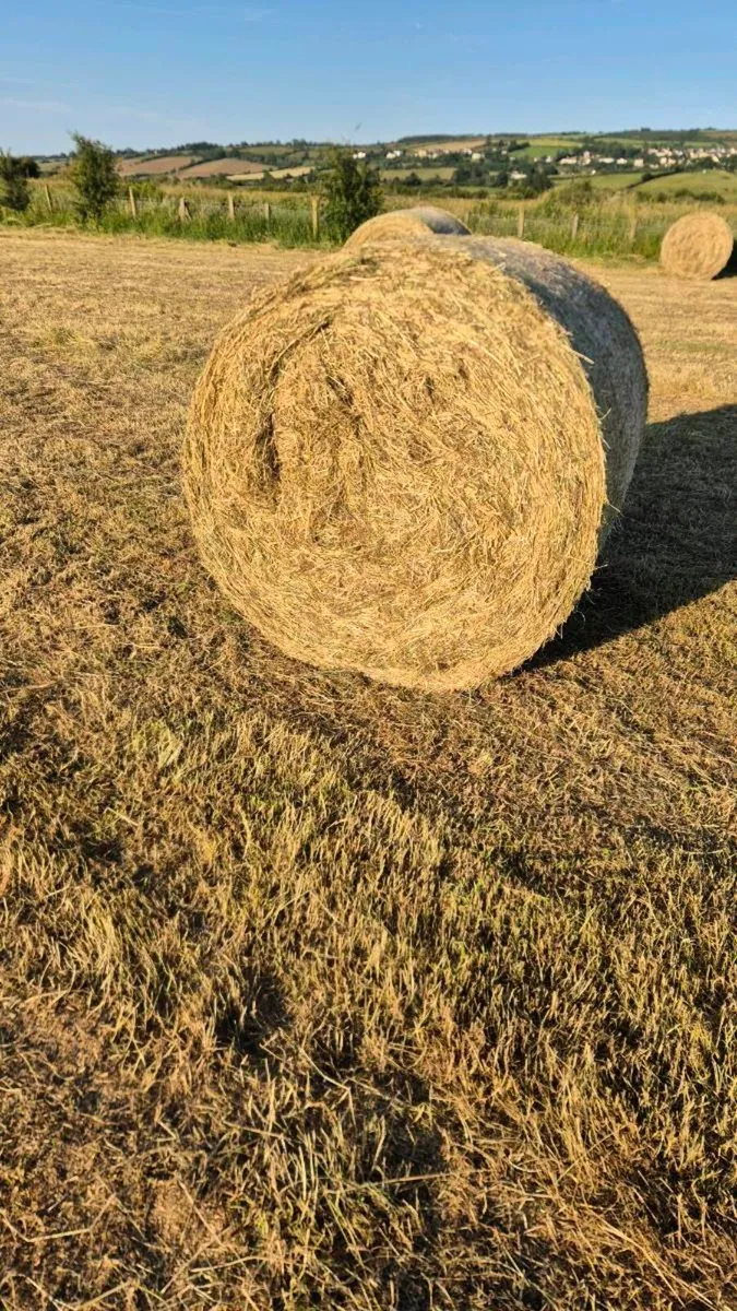 Hay - Image 1