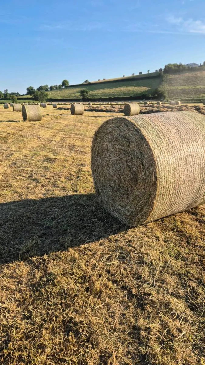 Hay - Image 2