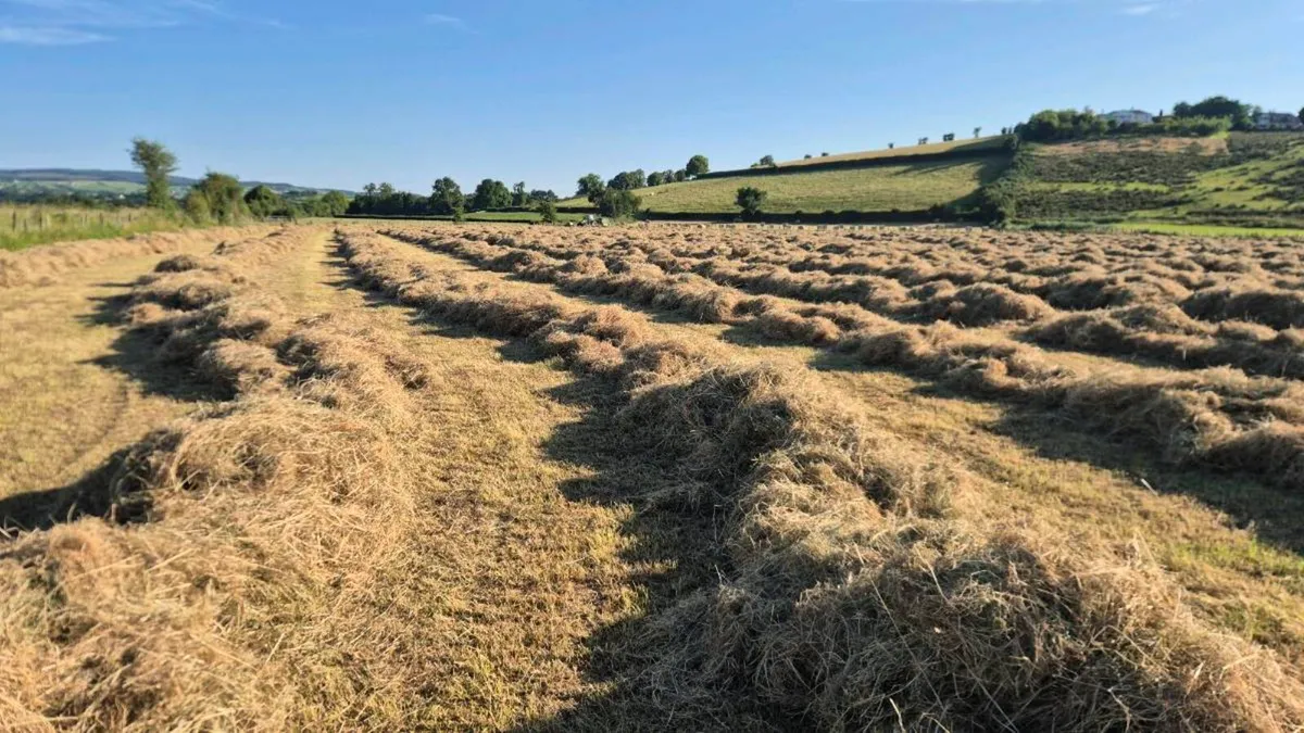 Hay - Image 3