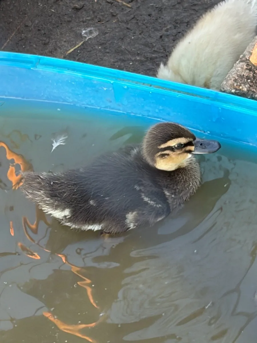 Chicks and ducklings - Image 2
