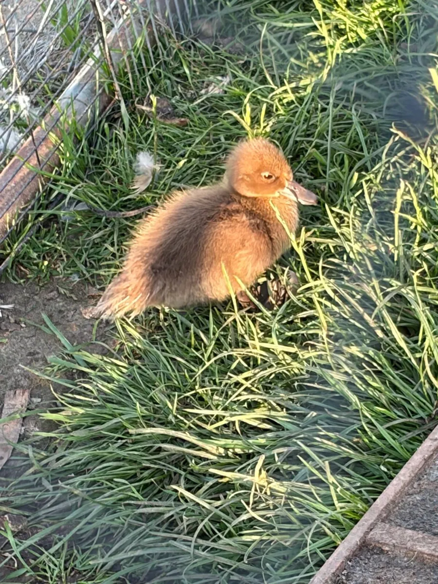 Chicks and ducklings - Image 1