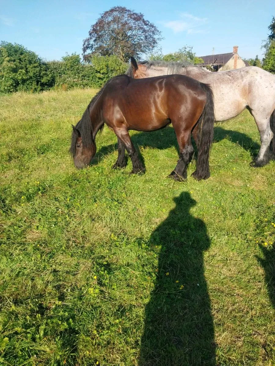 2 BELGIAN DRAUGHT MARES - Image 1