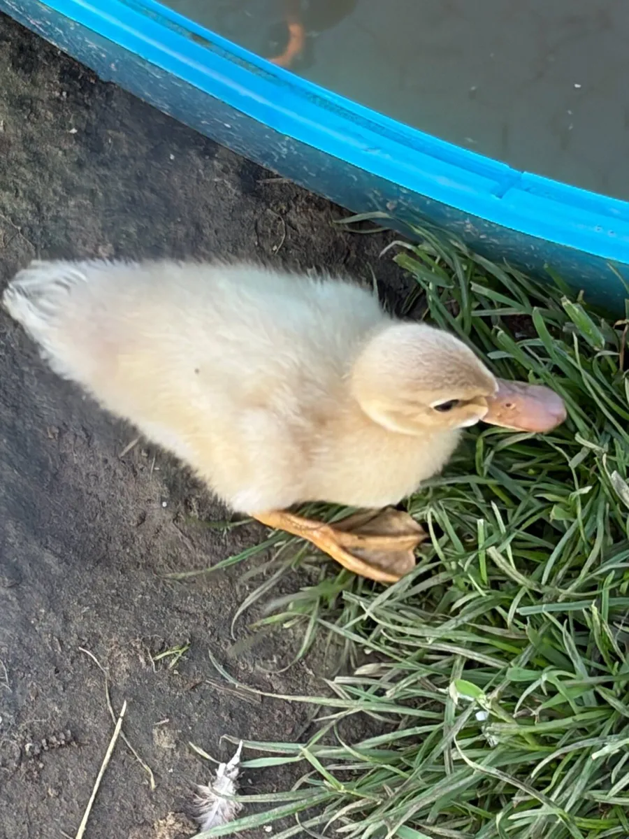 Chicks and ducklings - Image 3