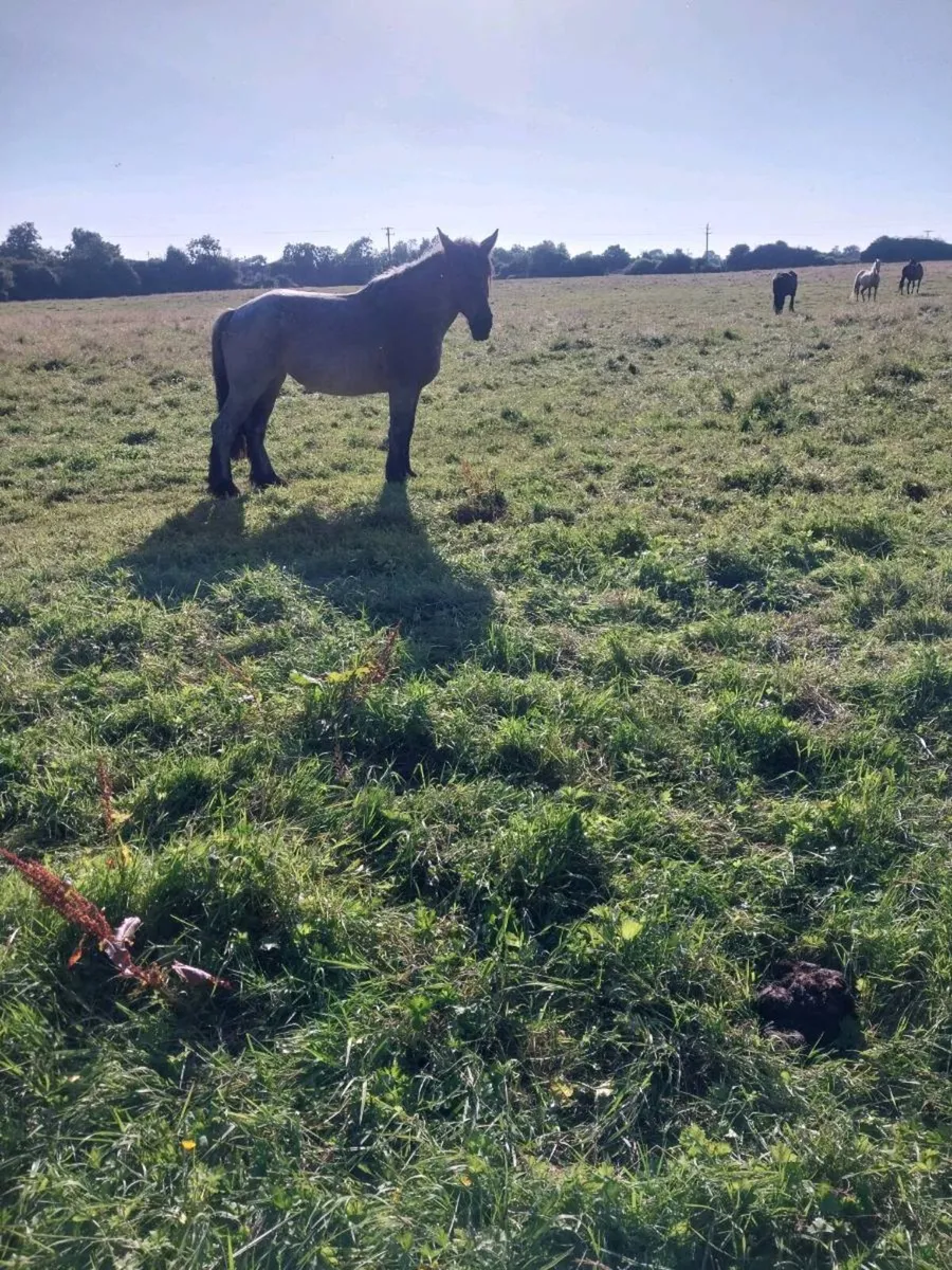 2 BELGIAN DRAUGHT MARES - Image 2