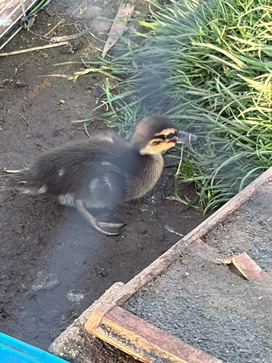 Chicks and ducklings - Image 4