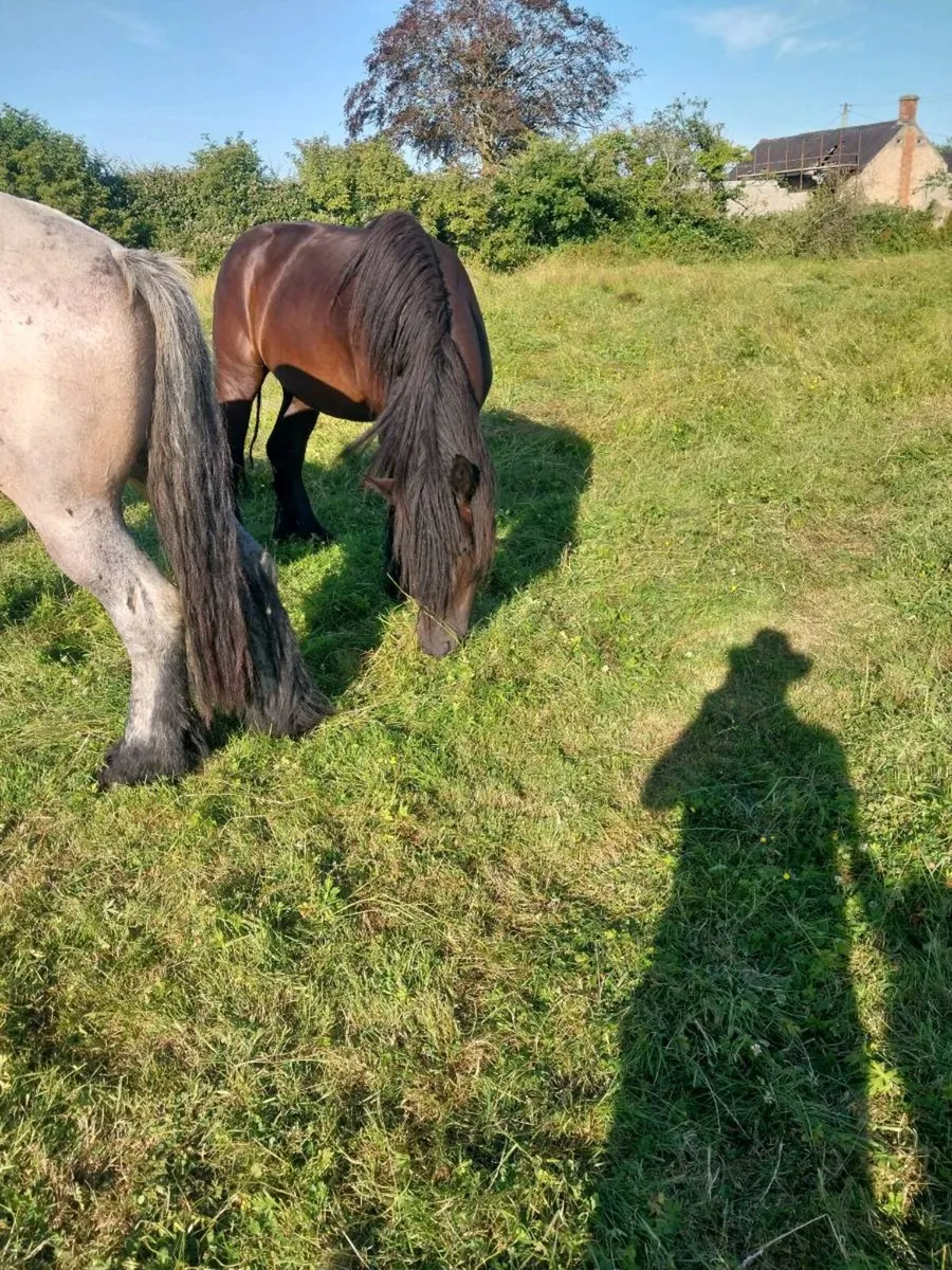 2 BELGIAN DRAUGHT MARES - Image 4