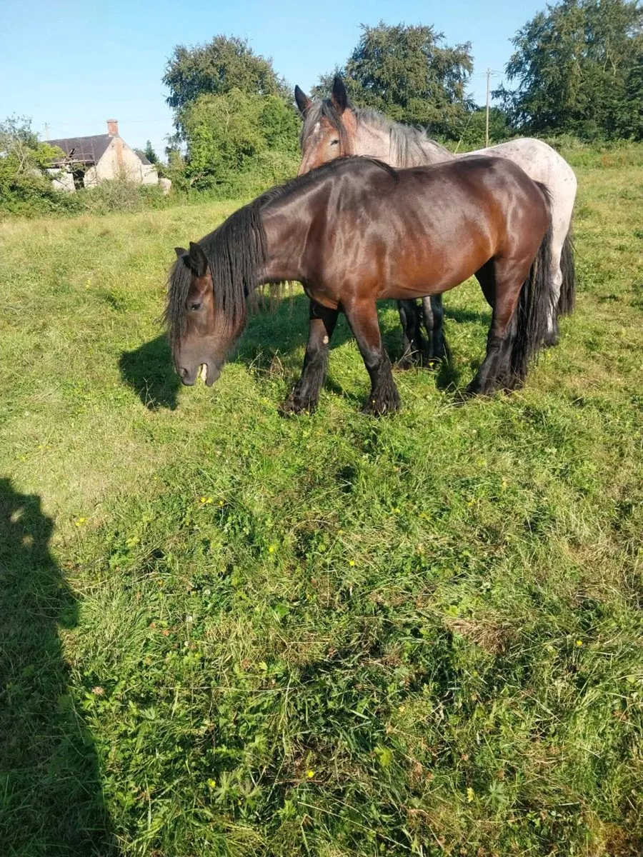 2 BELGIAN DRAUGHT MARES - Image 3