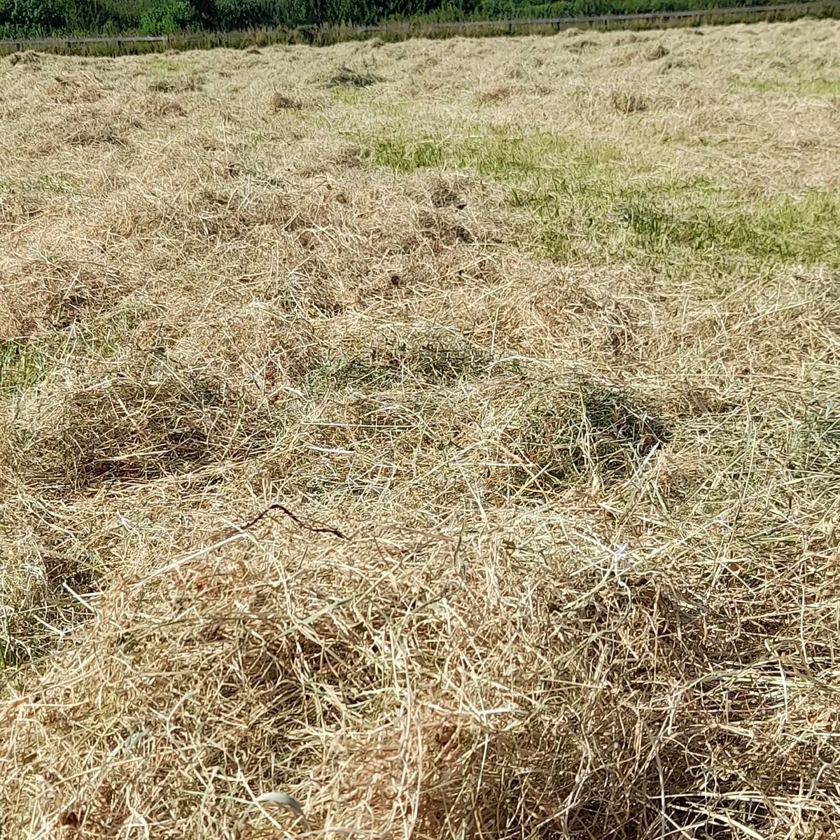 Small square hay bales - Image 4
