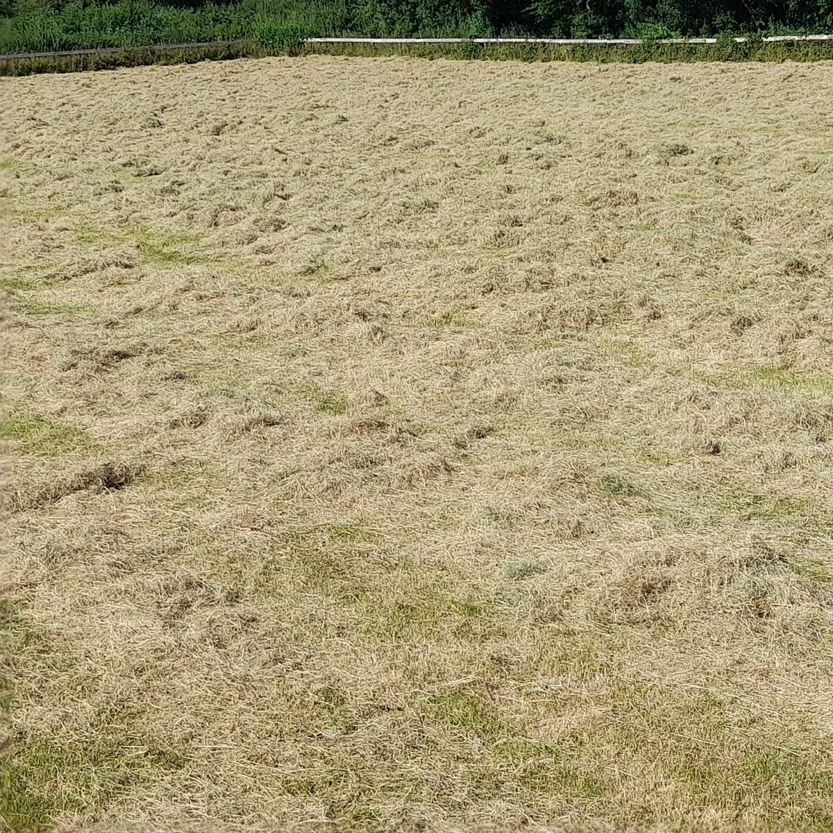 Small square hay bales - Image 3