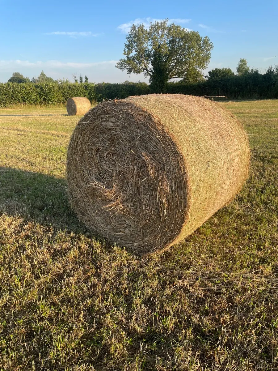 First crop horse hay