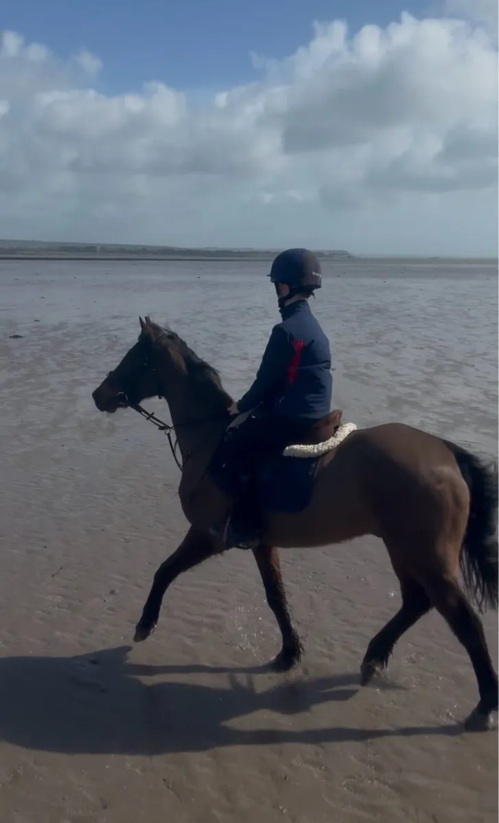 14h Leisure Pony - Image 1