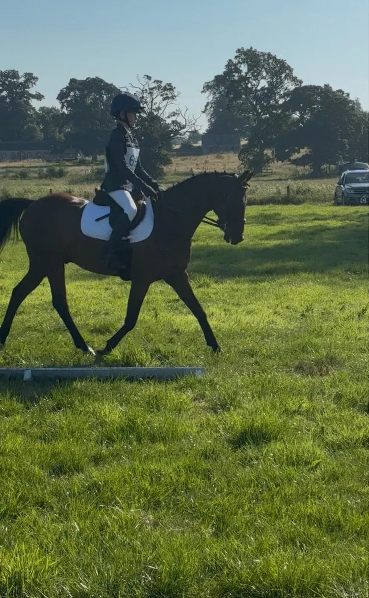 14h Leisure Pony - Image 2