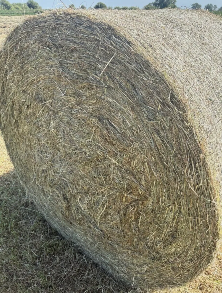 Hay