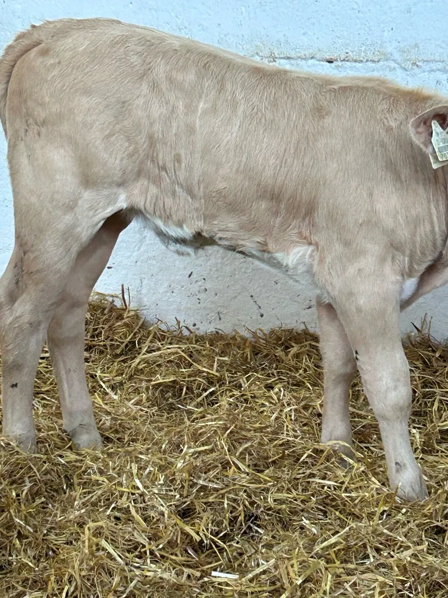 3 SUPER QUALITY AI BRED HEIFER CALVES - Image 3