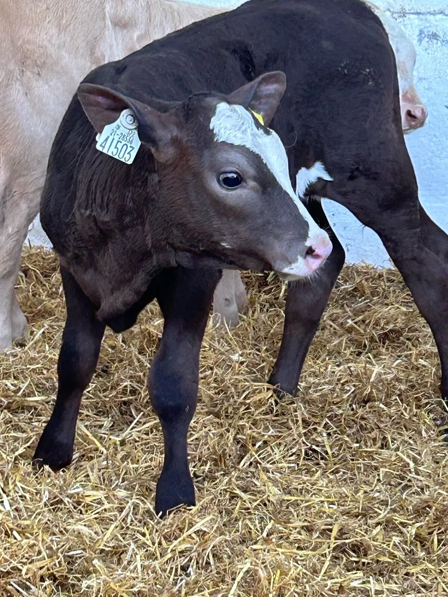 3 SUPER QUALITY AI BRED HEIFER CALVES - Image 4