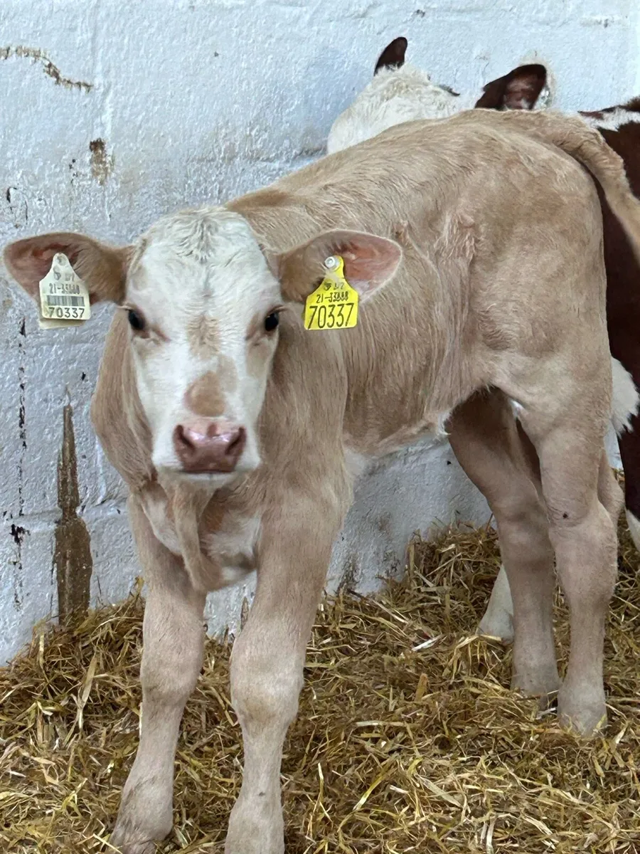 3 SUPER QUALITY AI BRED HEIFER CALVES - Image 1