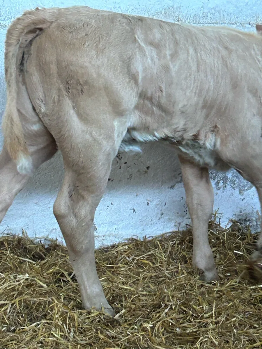 3 SUPER QUALITY AI BRED HEIFER CALVES - Image 2