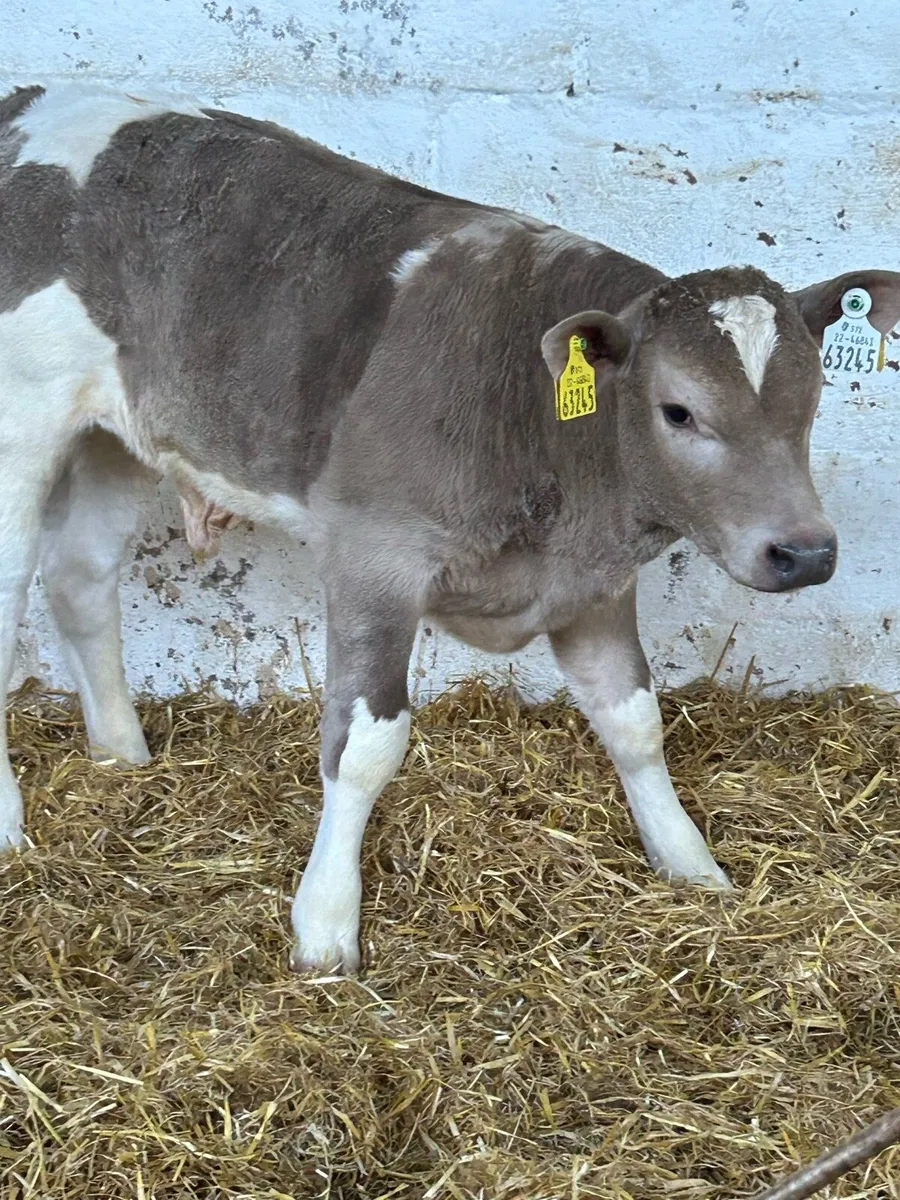 2 TOP QUALITY CH BULL RUNNERS - Image 2