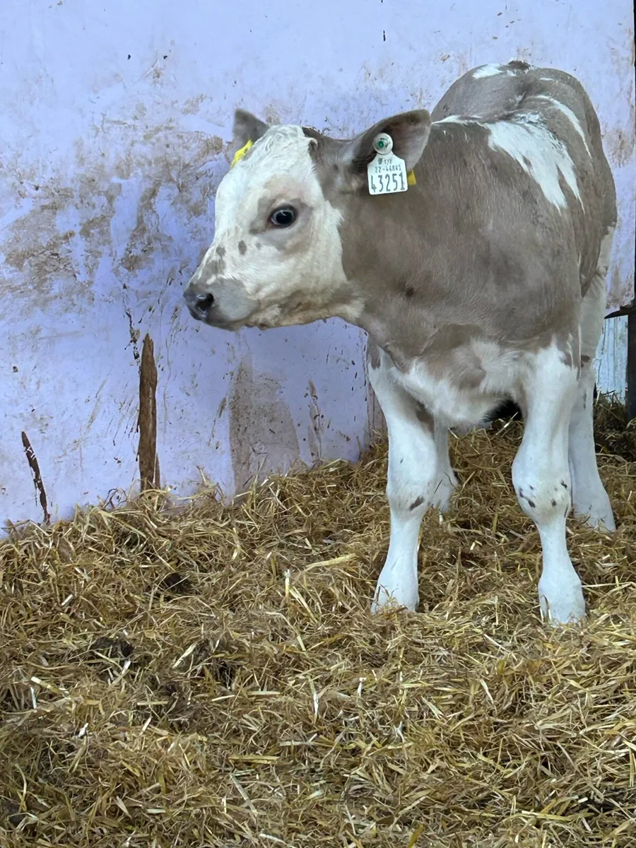 2 TOP QUALITY CH BULL RUNNERS - Image 1
