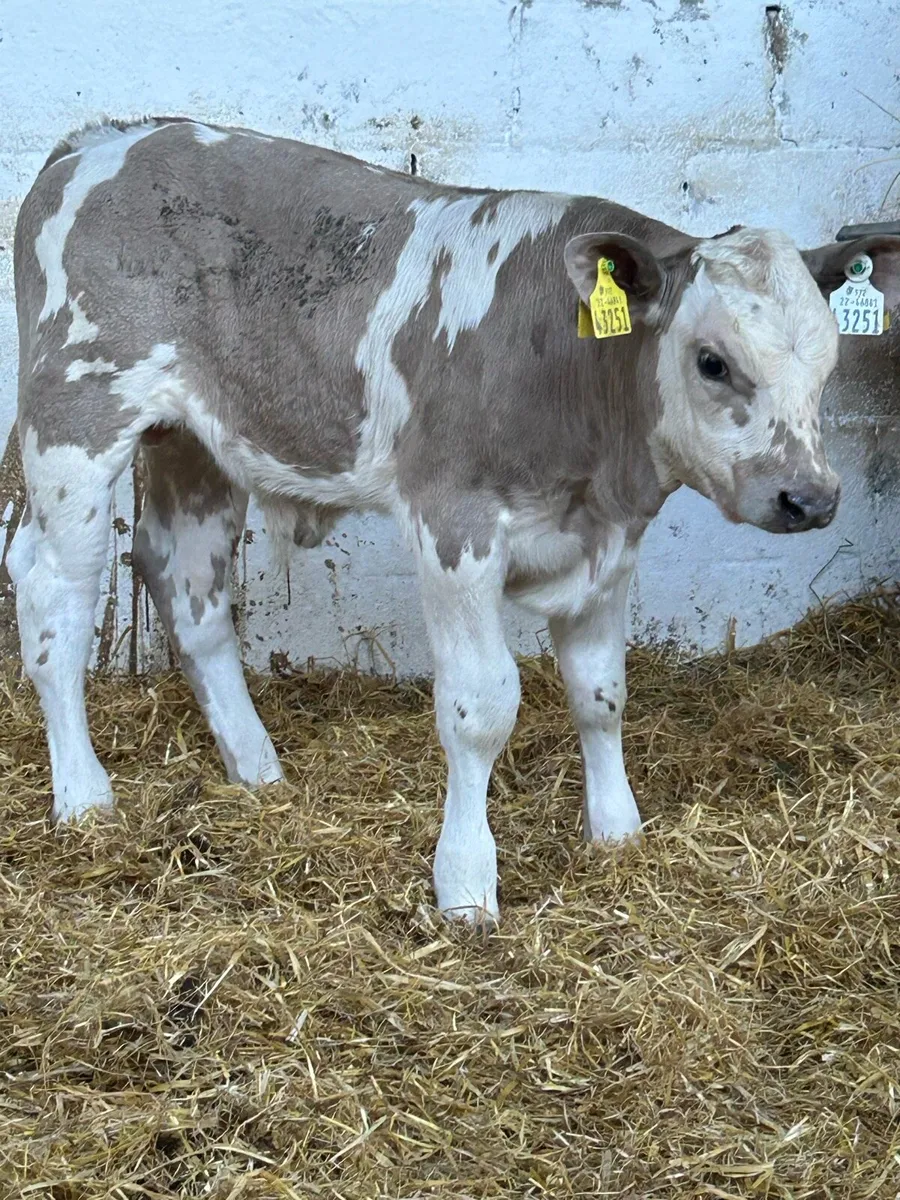 2 TOP QUALITY CH BULL RUNNERS - Image 3