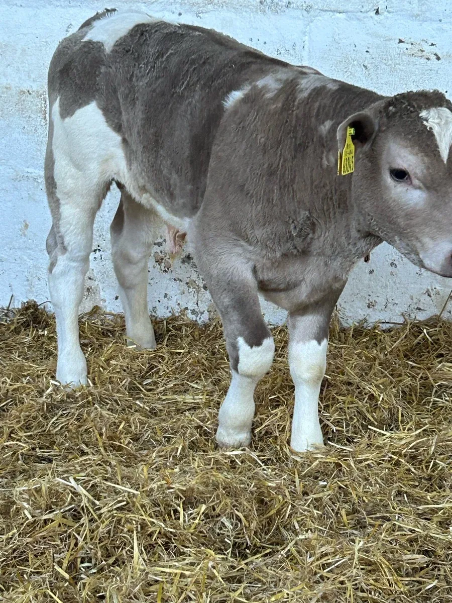 2 TOP QUALITY CH BULL RUNNERS - Image 4