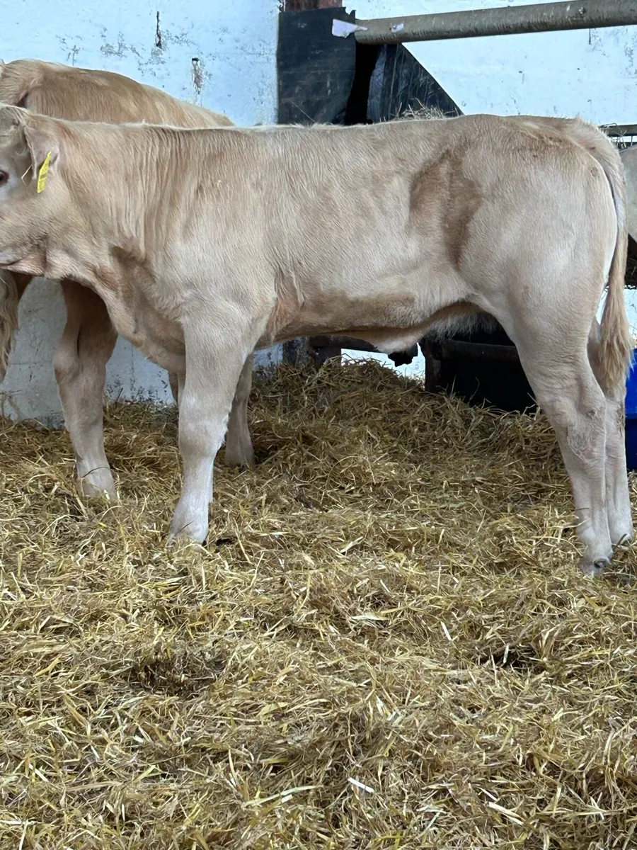 2 EXCEPTIONAL QUALITY CONTINENTAL HEIFER RUNNERS - Image 1