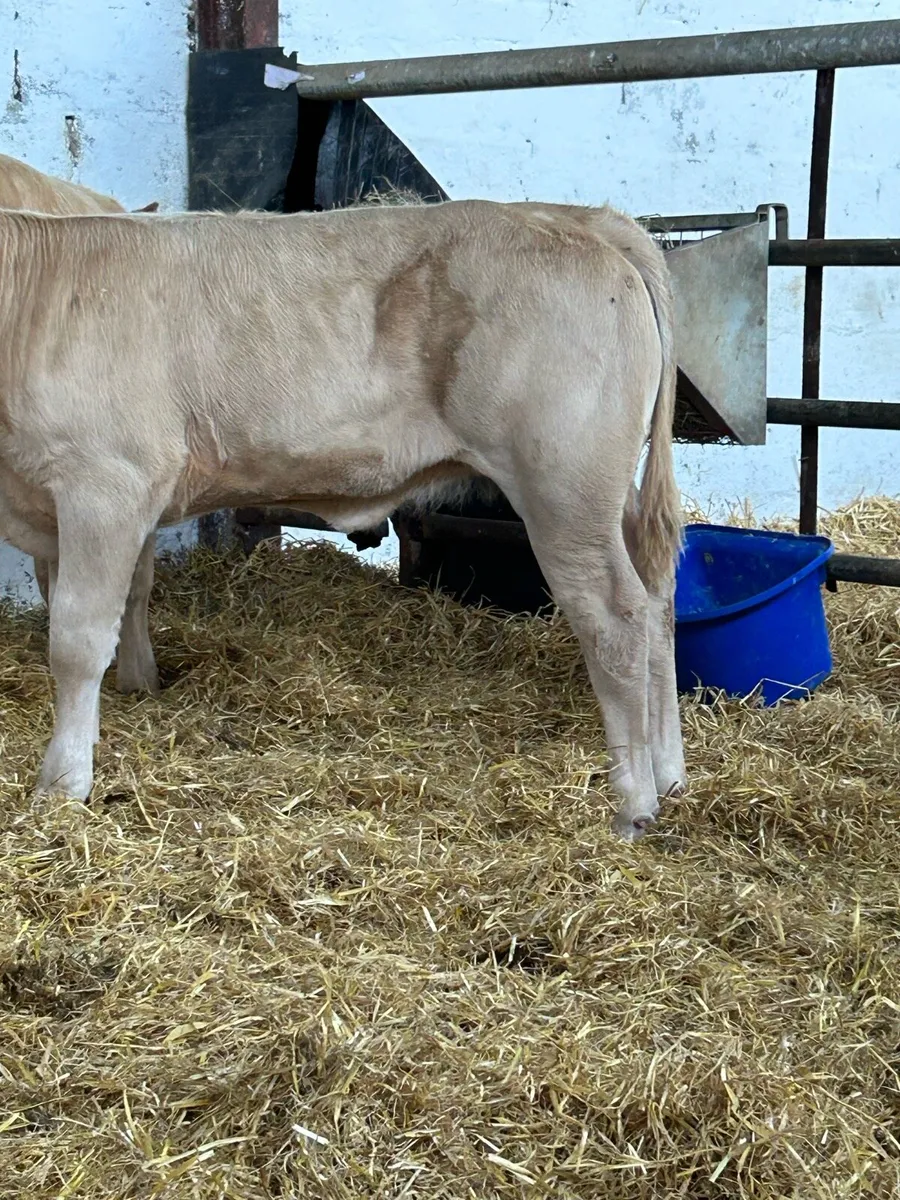 2 EXCEPTIONAL QUALITY CONTINENTAL HEIFER RUNNERS - Image 2