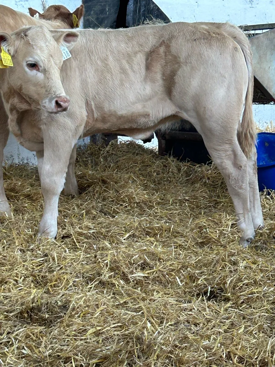 2 EXCEPTIONAL QUALITY CONTINENTAL HEIFER RUNNERS - Image 3
