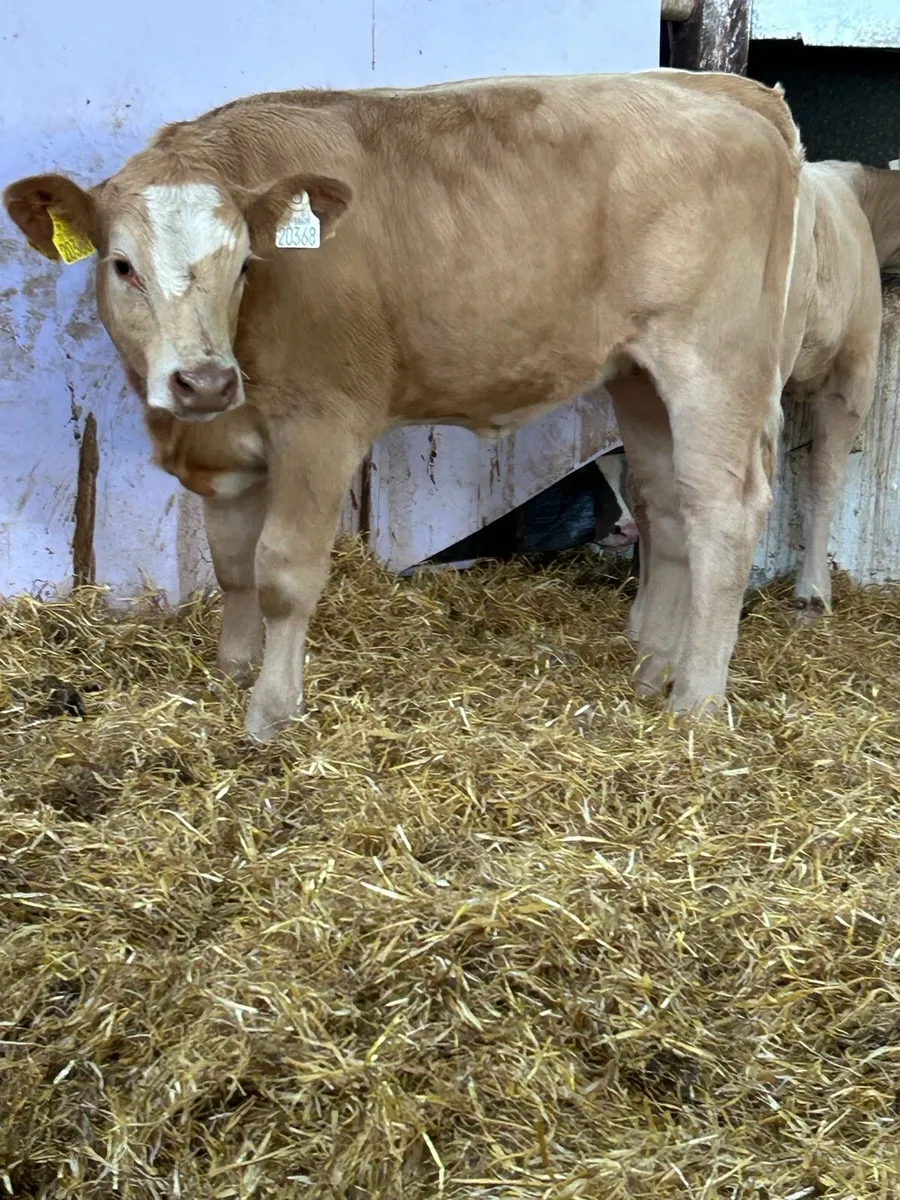 2 EXCEPTIONAL QUALITY CONTINENTAL HEIFER RUNNERS - Image 4