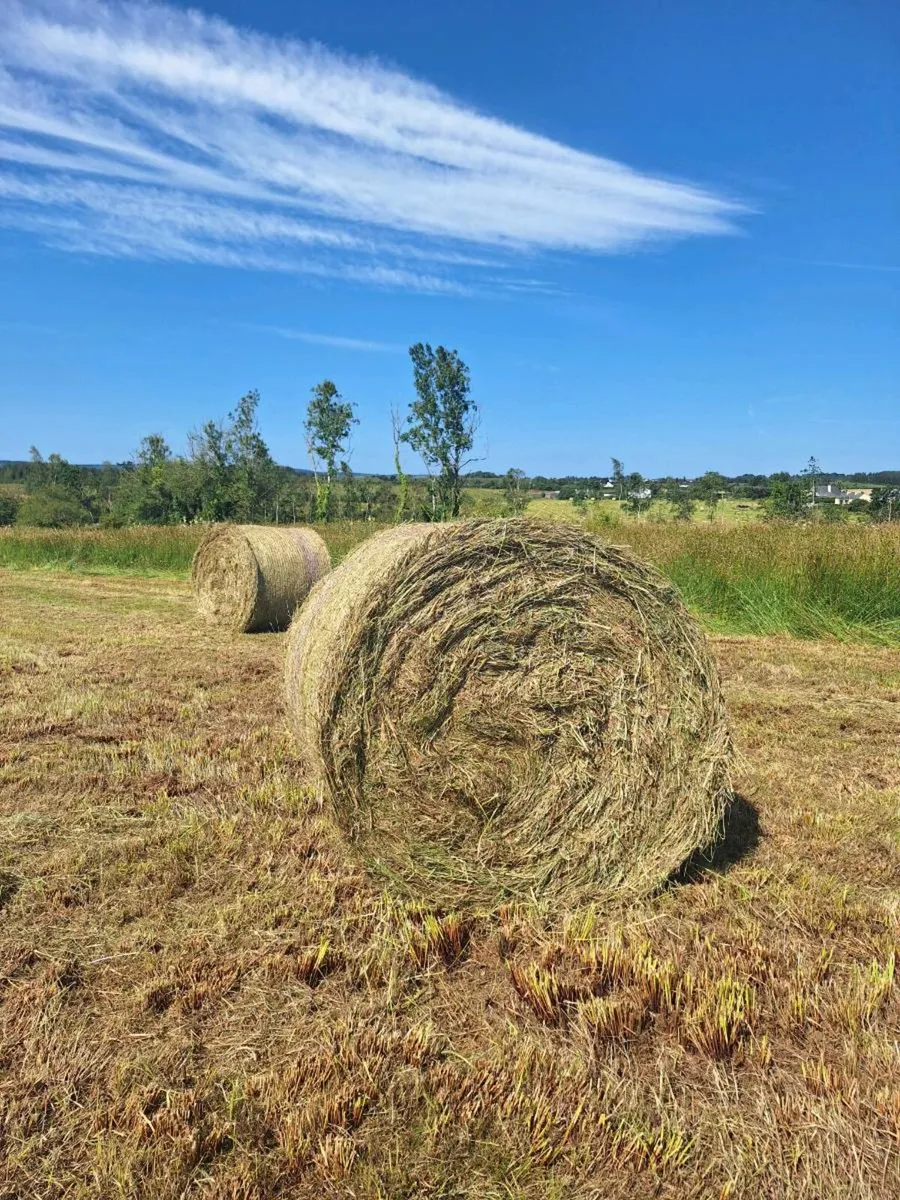 Organic Hay/Bedding for sale kingsland Boyle - Image 1