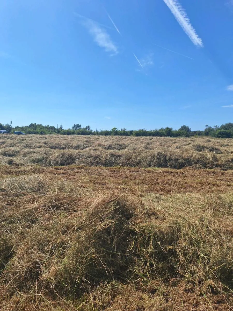 Organic Hay/Bedding for sale kingsland Boyle - Image 3