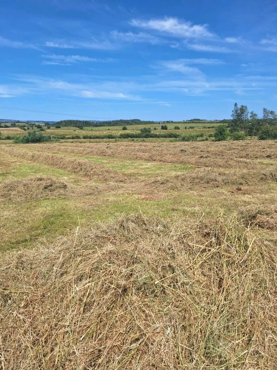 Organic Hay/Bedding for sale kingsland Boyle - Image 4