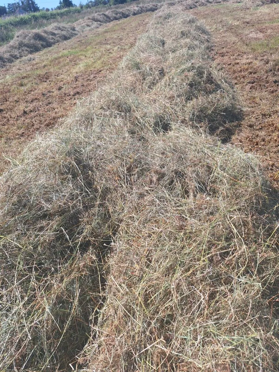 Organic Hay/Bedding for sale kingsland Boyle - Image 2