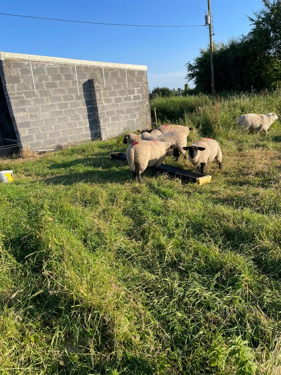 Lambs - Image 1