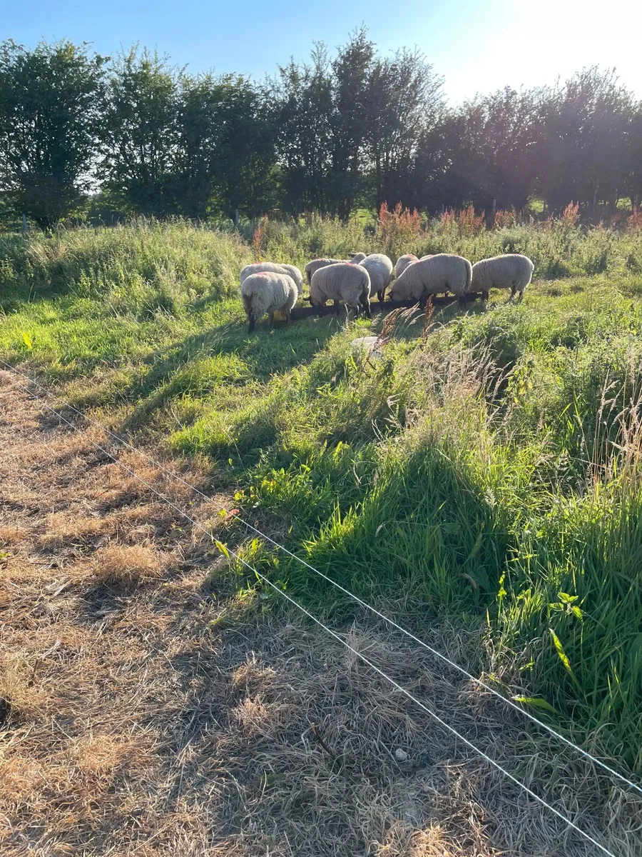 Lambs - Image 2