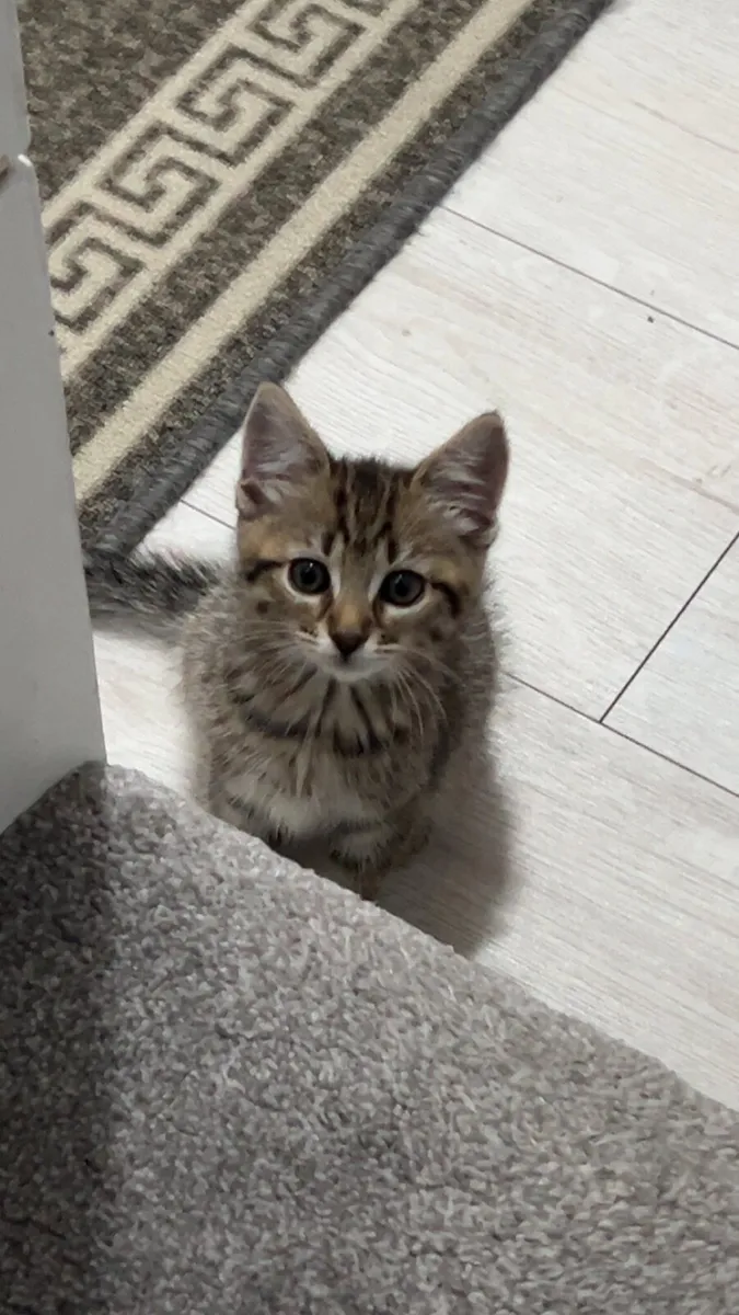 kitten *all equipment included* - Image 1