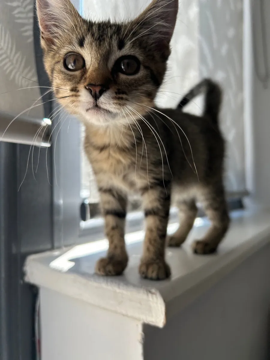 kitten *all equipment included* - Image 2